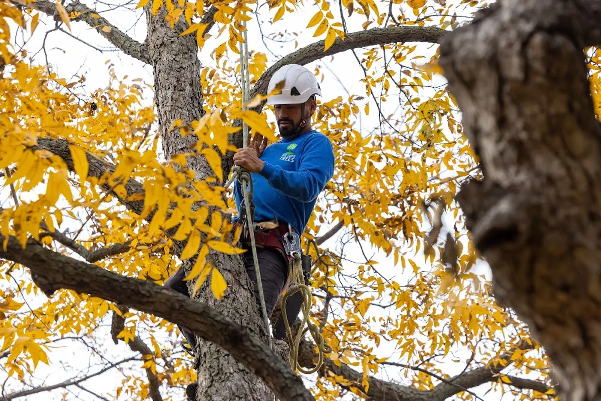 Skilled Tree Planing crew working in Taylorsville