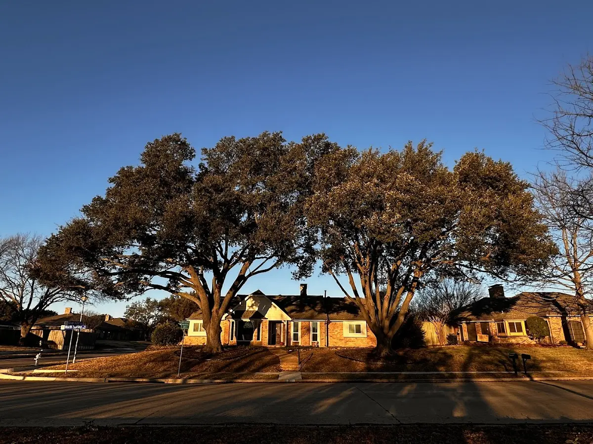 Established residential canopy tree shading a home in Taylorsville